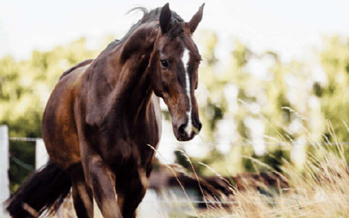 offenstall pferd weide stall haltung startseite banner